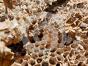 Macro Photography - Closeup shot of abandoned beehive, Photo of dried beehive, Honey bee house, Abandoned bee hive