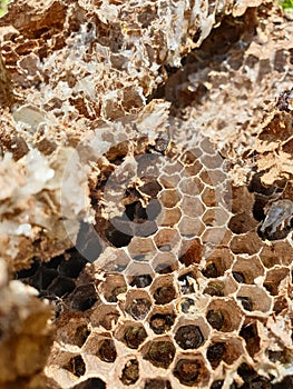 Macro Photography - Closeup shot of abandoned beehive, Photo of dried beehive, Honey bee house, Abandoned bee hive