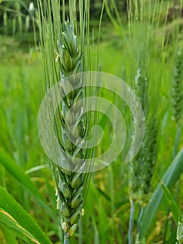 Closeup shot of a green wheat plant in the wheat field, Young wheat plant - Stock Photo