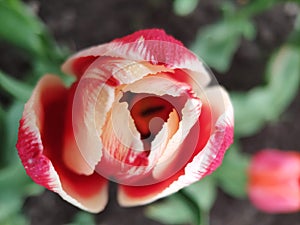 Macro photography of a closing Tulip, flower petals, and a beautiful flower.