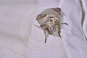Macro photography of a clothes moth