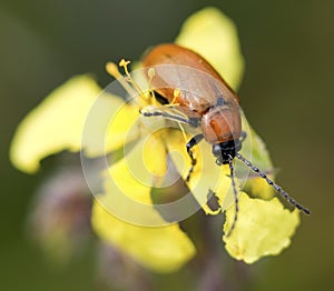 Macro photography of cockroach photo