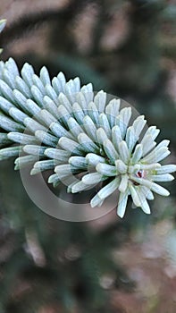 Macro photography of a coniferous plant.