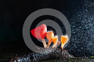 Macro photography of Cookeina mushroom in rainforest, Tiny orange Cookeina mushroom