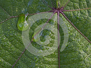 Macro photography of a couple of rain drops on an erato vulcanica leaf photo