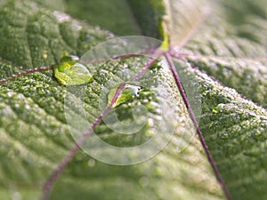 Macro photography of a couple of rain drops on a leaf photo