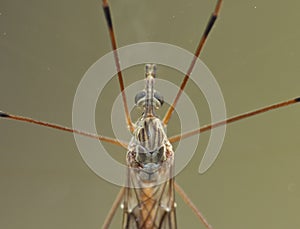 Crane Fly Close Up - daddy long legs