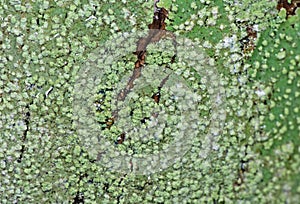 Macro Photo of Crustose lichen on Tree Bark After Rain
