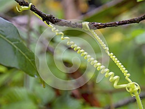 Macro photography of curling tendrils grasping a branch