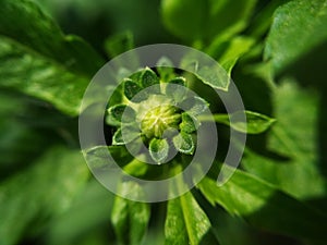 Macro photography of cute and adorable  Green FLOWER