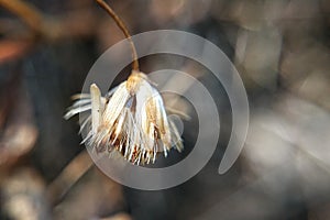 Macro photography of cute and adorable  white FLOWER