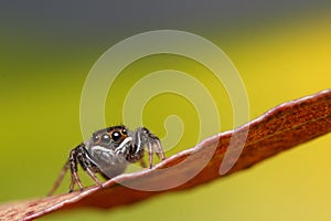 Macro Photography of Cute Jumping Spider Hasarius adansoni on a yellow leaf