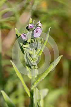 Macro photography of a Cynoglossum creticum