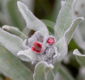 Macro photography of a Cynoglossum officinale