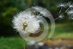 Macro photography of dandelion flower photo