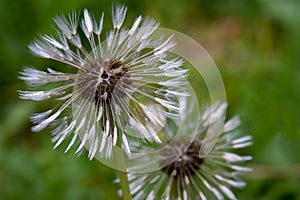 Macro photography of a dandelion seed head