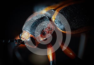 Macro photography of a defoliating beetle. Close up. Selective focus