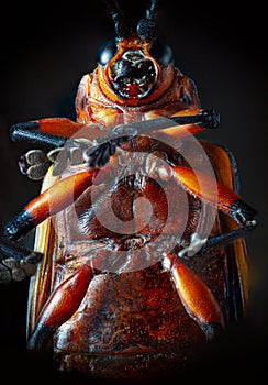 Macro photography of a defoliating beetle. Close up. Selective focus
