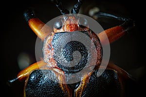 Macro photography of a defoliating beetle. Close up. Selective focus