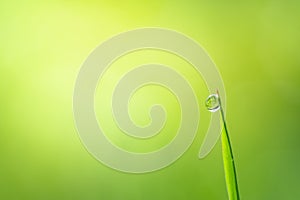 Macro photography of dewdrop on green grass in the morning