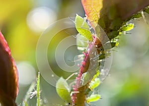 Macro photography. Different sizes aphids swarm gathering on a fresh spring rose leaf
