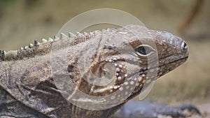 Macro photography of a dragon lizards head resting on a stone