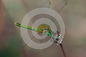 Macro photography of a dragonfly
