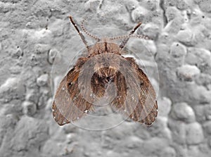 Macro Photo of Drain Fly on The Wall
