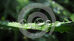 Macro photography. Drops of water in the grass at dawn.