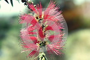 In macro photography is a Dwarf Bottlebrush Myrtaceae or Callistemon viminalis