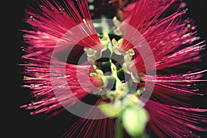 In macro photography is a Dwarf Bottlebrush Myrtaceae or Callistemon viminalis