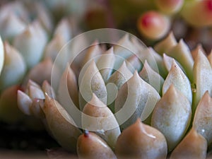 Macro photography of the echeveria succulent plant leaves