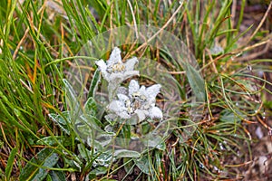 Macro photography of an edelweiss