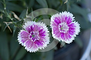 Flower Portulaca oleracea photo