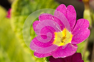 Macro photography of evening primrose flower