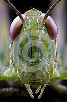 A Macro Photography Of The Face Of A Grasshopper