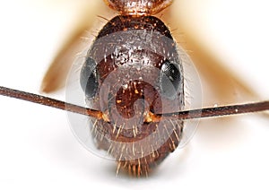 Macro Photo of Face of Tiny Ant Isolated on Background photo