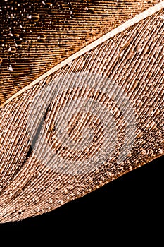 Macro photography of a feather