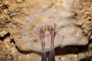 Macro photography at the feet of a bat. Lesser Horseshoe Bat Rhinolophus hipposideros.