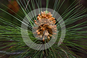 Macro photography female gametophyte at the eaten. The family of gymnosperms. Green lush branch. Fir branches. Spruce