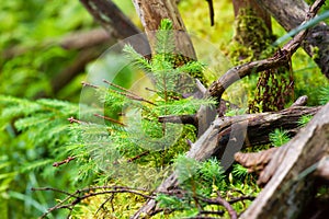 Macro photography female gametophyte at the eaten. The family of gymnosperms. Lush branch. Fir branches. Spruce