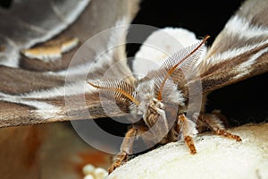 Macro photography of female moth with big antennas black background