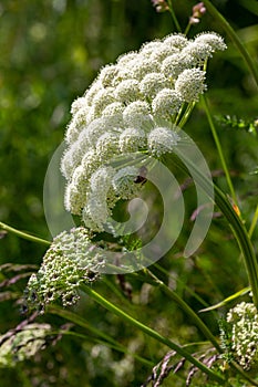 Macro photography of a flower - Angelica sylvestris photo