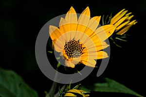 Macro photography of a flower: detail shot of a flower with background blur