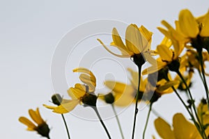 Macro photography of a flower: detail shot of a flower with background blur