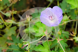 Macro photography of a flower: detail shot of a flower with background blur