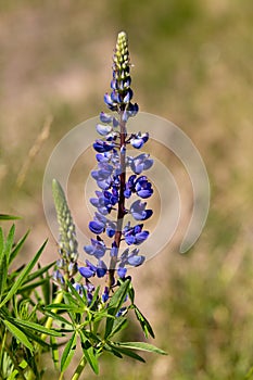 Macro photography of a flower - Lupinus x regali photo