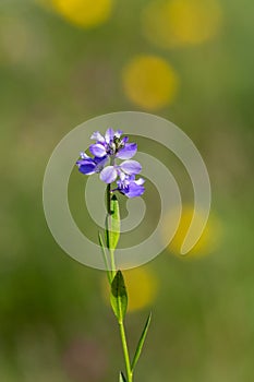 Macro photography of a flower - Polygala calcarea