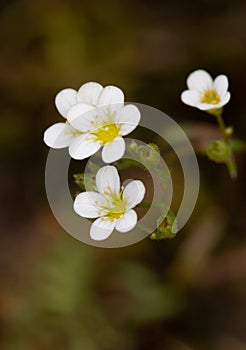 Macro photography of a flower - Saxifraga continentalis