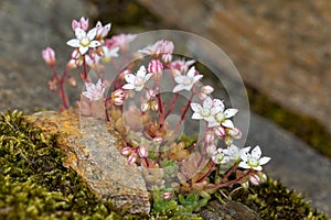 Macro photography of a flower - Sedum hirsutum photo
